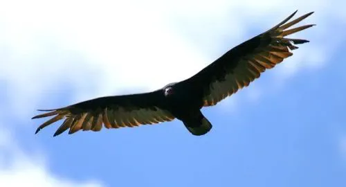 Bulk Sale Opportunities Emerge in the Miami Condo Market Image