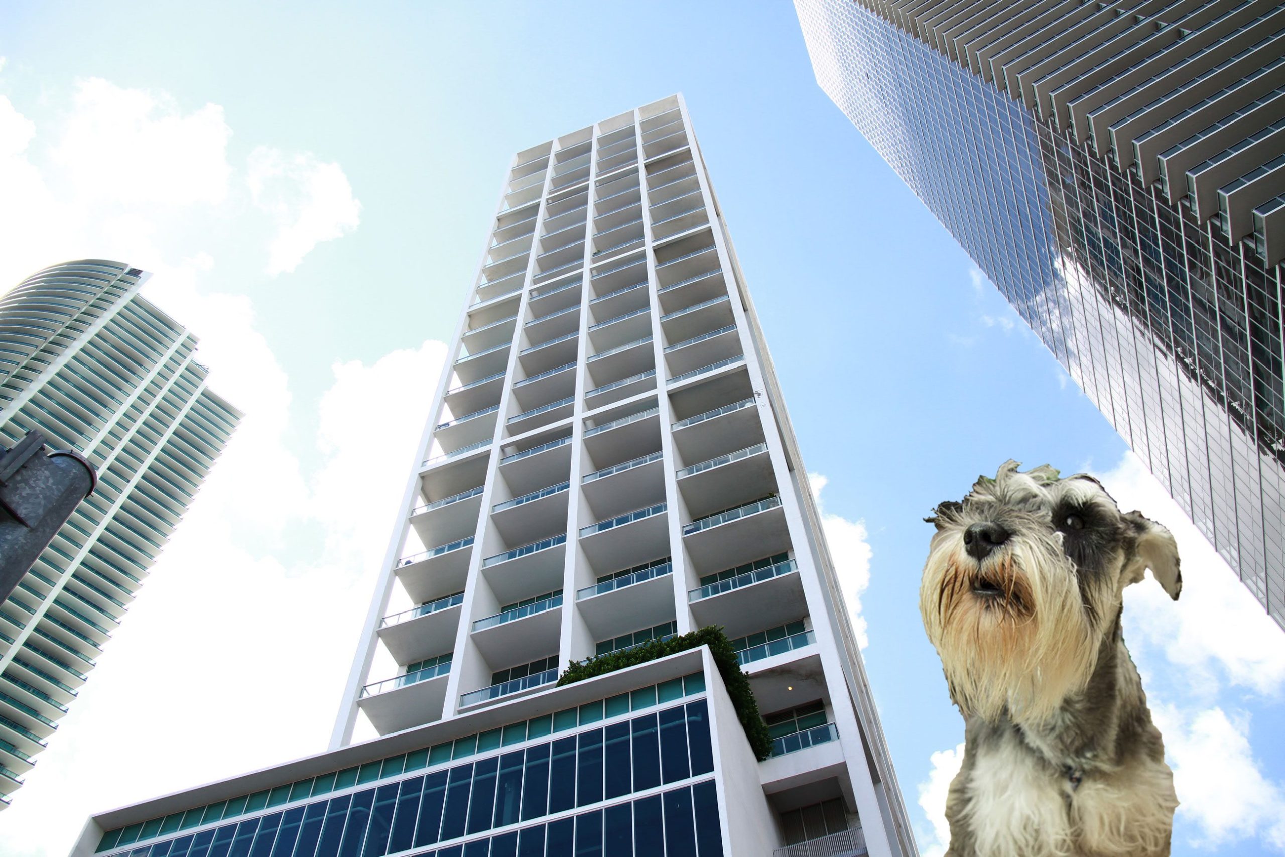 Ten Museum Park Pet Policy Change Image