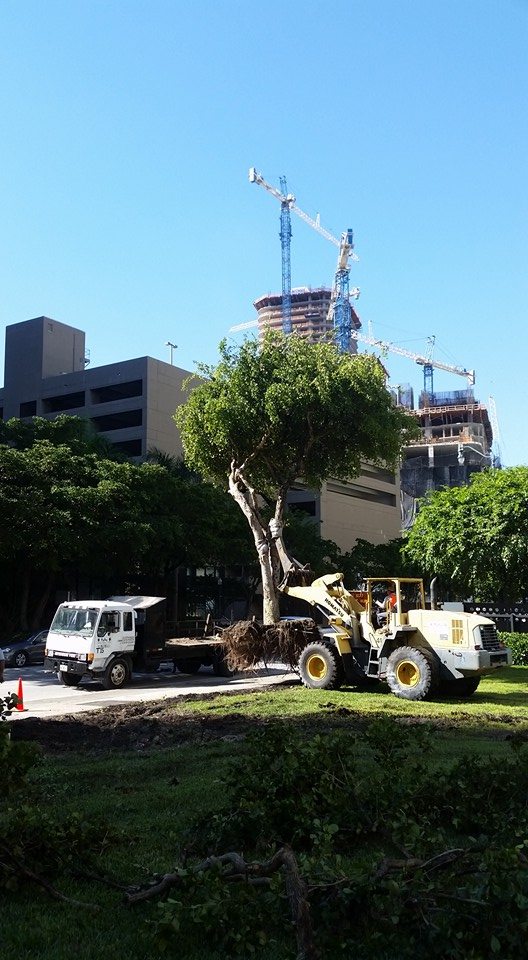 Brickell City Centre Saves The Trees Image