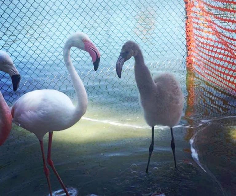 Fisher Island’s Newest Resident is Momo the Flamingo Image